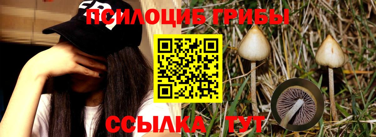 Шебекино  Псилоцибиновые грибы Psilocybe  Вход с VPN 